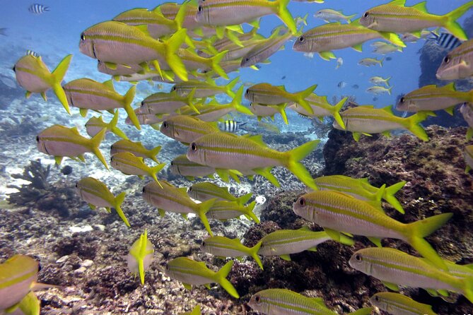 2 Tank (1 Day) Guided Diving for Certified Divers - Denarau Marina - Leaving Denarau Marina at 8:30 a.m.