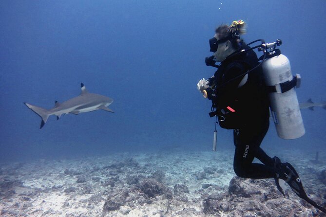 2 Tank (1 Day) Guided Diving for Certified Divers - Denarau Marina - The First Underwater Session