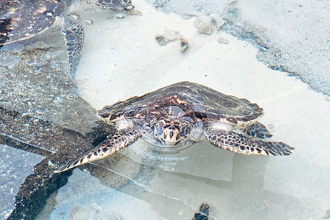 Beachcomber Island Day Trip Fiji's Authentic Island Experience - The island activities add more than beach time