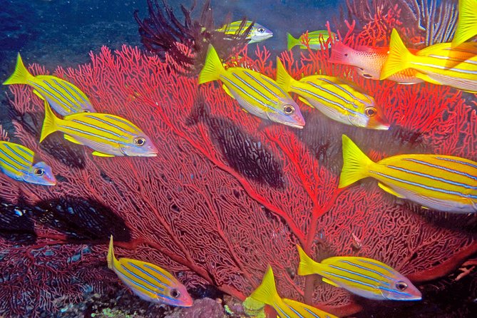 Certified Scuba Diving with Whitetip Marine Adventures team - Equipment, water, and the small things worth packing
