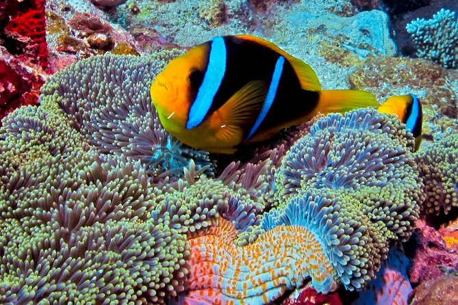 Certified Scuba Diving with Whitetip Marine Adventures team - Why the $221.07 price can make sense