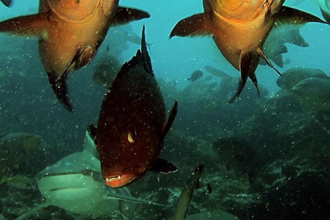 Certified Scuba Diving with Whitetip Marine Adventures team - Who will get the most from this morning
