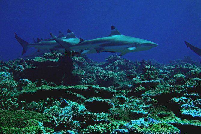 Certified Scuba Diving with Whitetip Marine Adventures team - A realistic look at the marine life