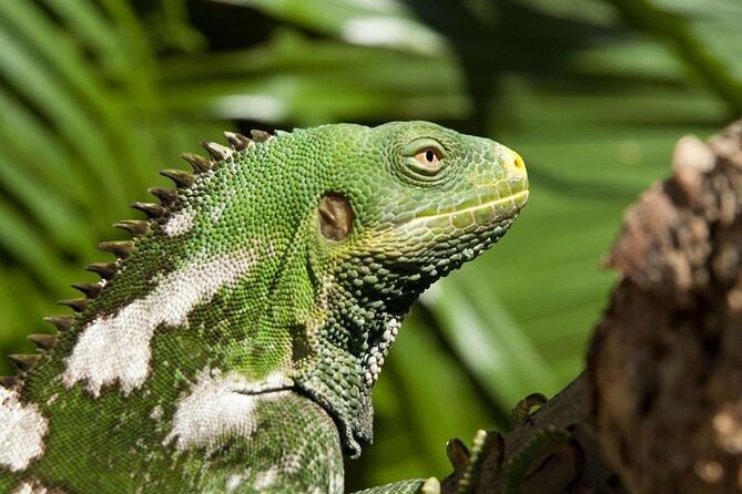 "Discover Fiji's Hidden Gems: Eco Park, Pottery Village & Dunes!" - What the $88.90 price really buys