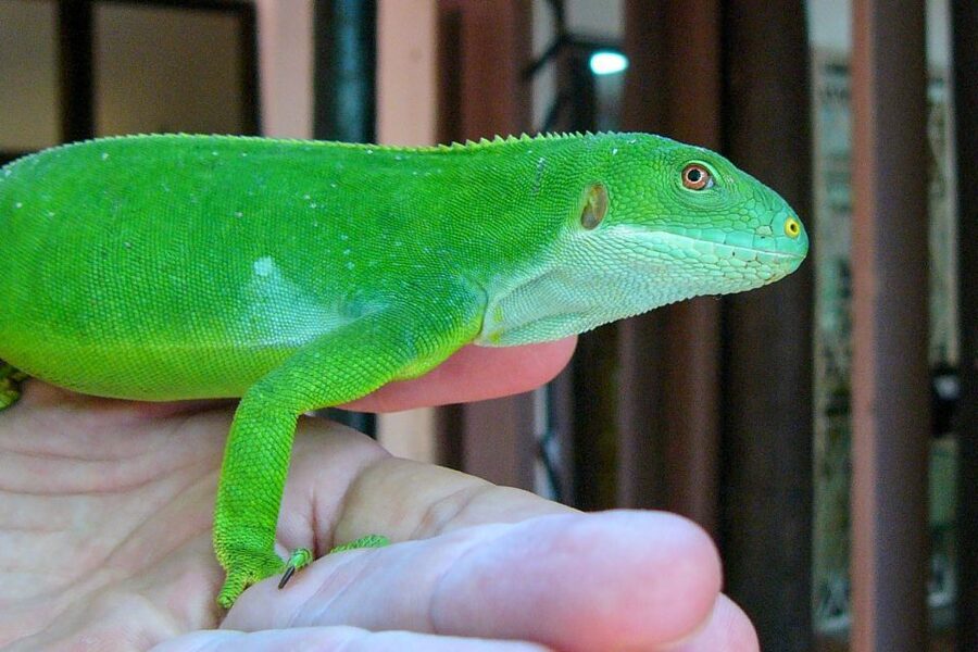 Discover Fijian Culture and Reptiles - What the $117 price really covers