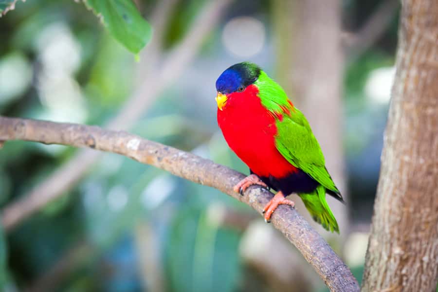 Discover Fijian Culture and Reptiles - A long day that gets beyond resort Fiji