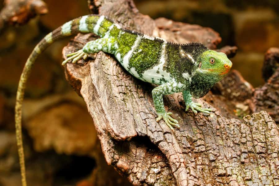Discover Fijian Culture and Reptiles - Lawai Pottery Village and the welcome ceremony