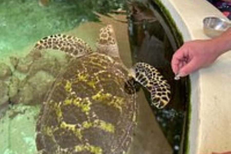 Discover Fijian Culture and Reptiles - Sigatoka Sand Dunes: the day’s best outdoor section
