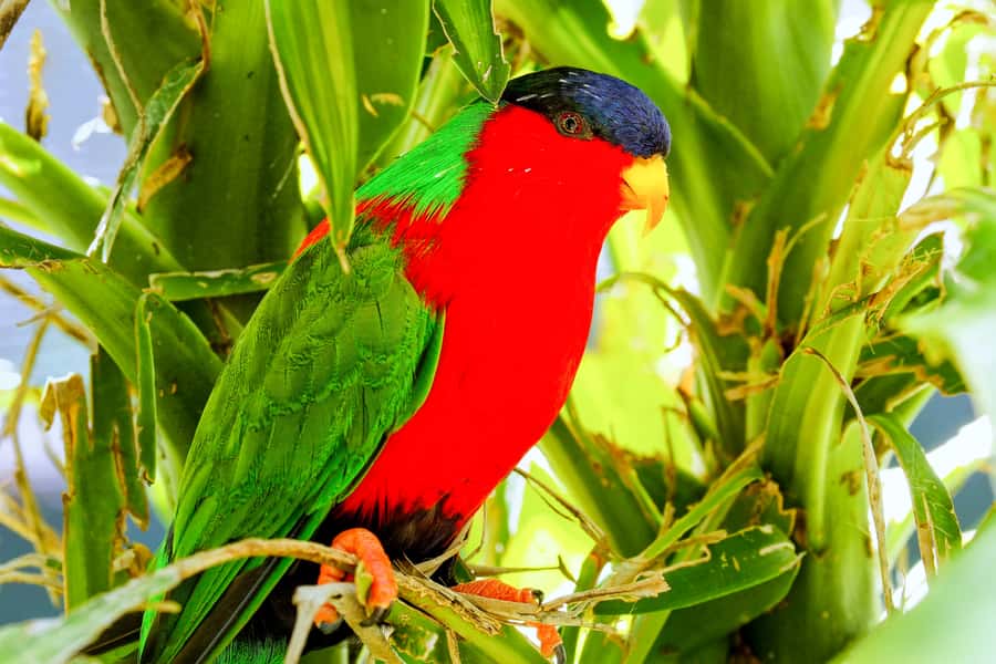 Discover Fijian Culture and Reptiles - Why the guide can make or break the day