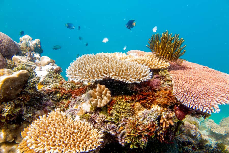 Fiji: Captain Cook Cruises - Island & Reef Day Trip - Lunch, drinks, and the value of the package