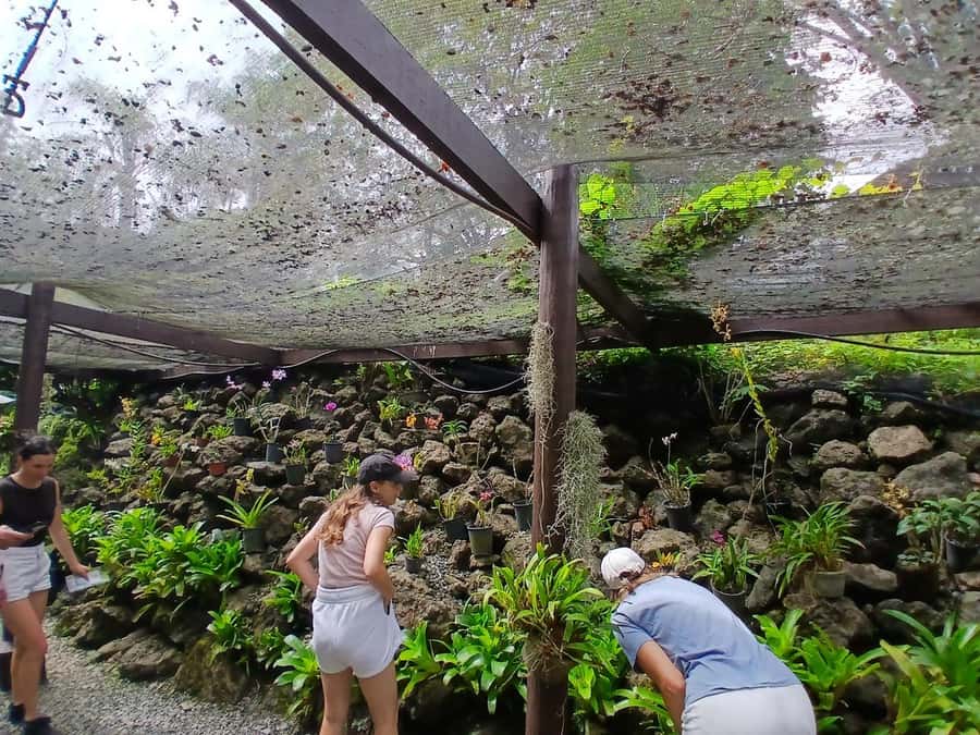 FIJI: Garden of the Sleeping Giant Tour - Key Points Before You Book
