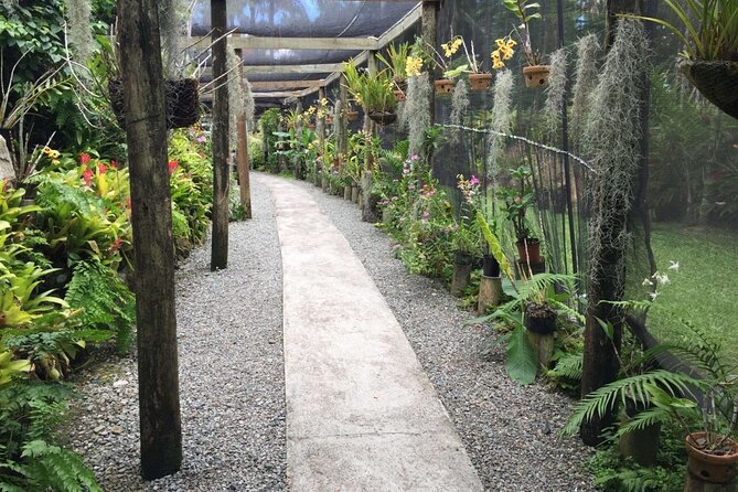 Fiji Island Cultural Experience with Lunch - Plants, food, and a Fijian lunch