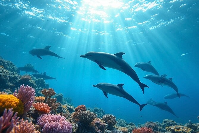 Fiji’s Best Dolphins tour and Snorkeling Adventure - Key points to know before booking