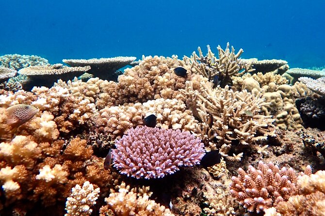 Fiji’s Best Dolphins tour and Snorkeling Adventure - Dolphin watching in open Pacific water