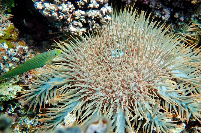 Fiji’s Best Dolphins tour and Snorkeling Adventure - Snorkeling over coral and fish