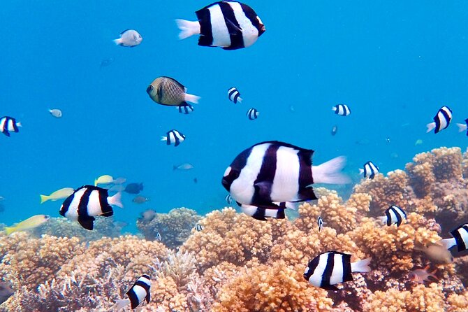Fiji’s Best Dolphins tour and Snorkeling Adventure - A short walk on the Moonlight sandbar