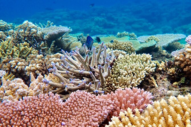 Fiji’s Best Dolphins tour and Snorkeling Adventure - What the $182.97 price gets you