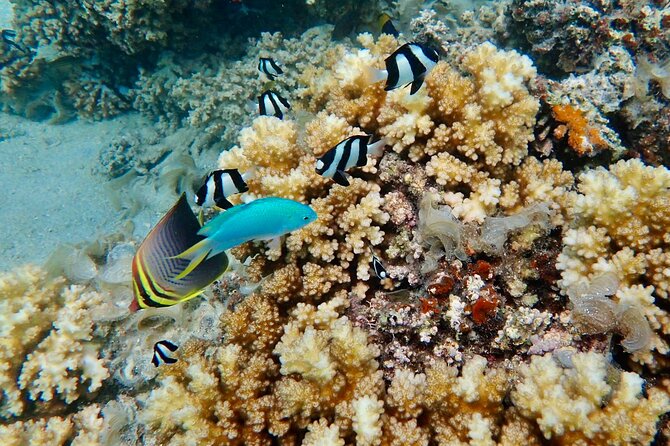 Fiji’s Best Dolphins tour and Snorkeling Adventure - Who will enjoy this day most