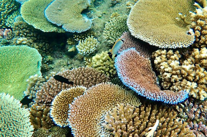 Fiji’s Best Dolphins tour and Snorkeling Adventure - Golden Point Resort and the move onto the water