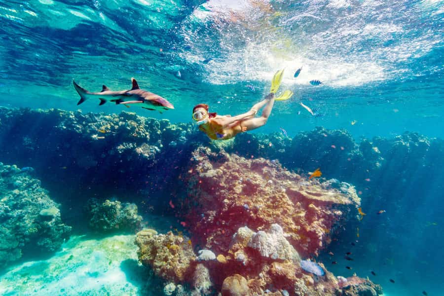 Fiji: Ultimate Encounters Snorkel with Sharks and Lunch - Key points to know before booking