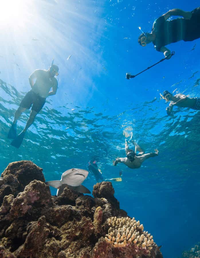 Fiji: Ultimate Encounters Snorkel with Sharks and Lunch - The snorkel is the highlight, but conditions matter