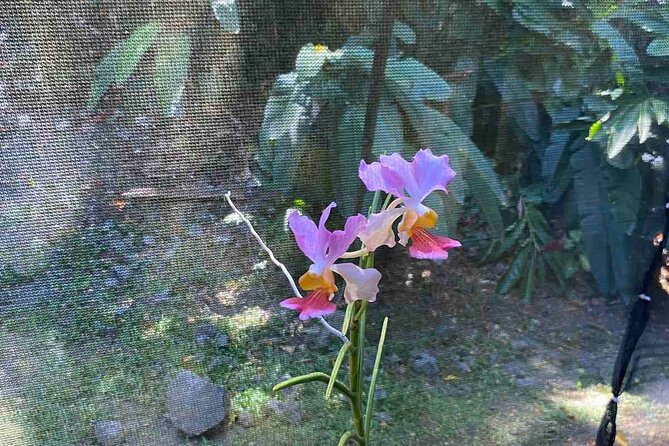 Half Day Nadi Tour Temple, Market, Gardens and Mud Pools - Why this four-and-a-half-hour Nadi tour works