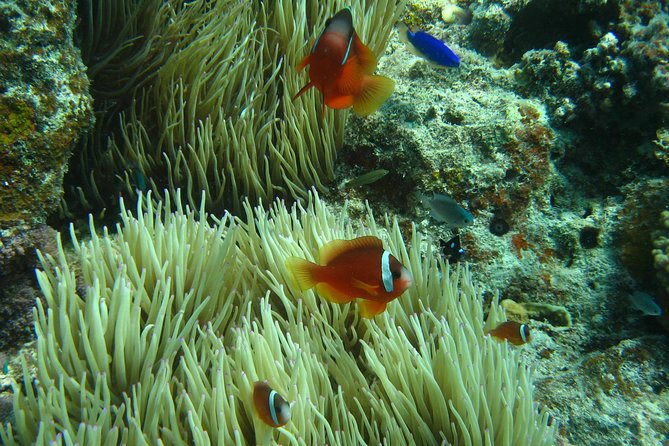 Introductory Scuba Dive experience - Whitetip Marine Adventures - The first underwater session beside the reef