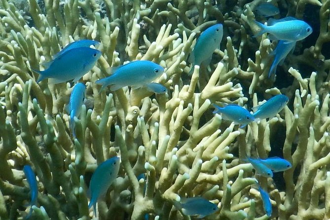 Introductory Scuba Dive experience - Whitetip Marine Adventures - What the boat ride adds, and what it costs
