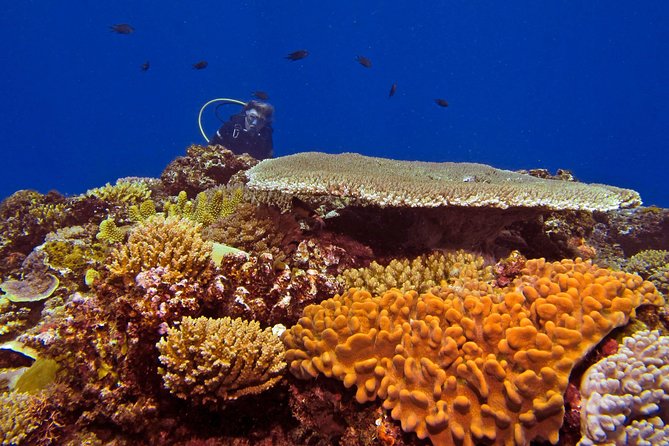 Introductory Scuba Dive experience - Whitetip Marine Adventures - Marine life and the value of a guided experience