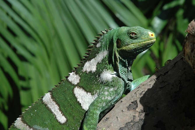 Kula Eco Park Admission - Iguanas and Fiji’s smaller creatures