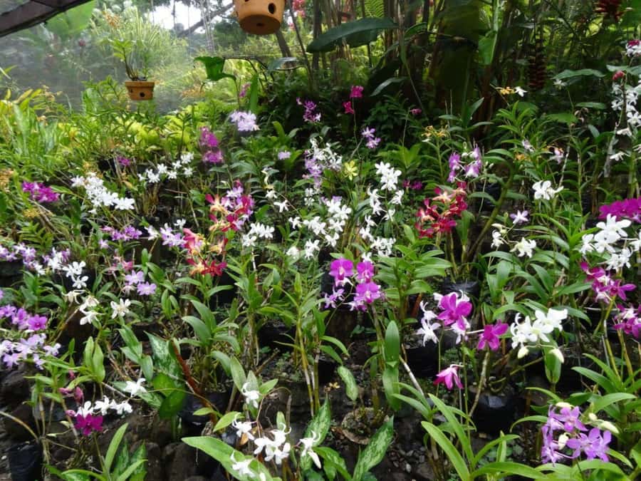 Nadi: Garden Village Hot Spring & Temple Highlights Tour - Tappoo and town shopping: useful, but not the star