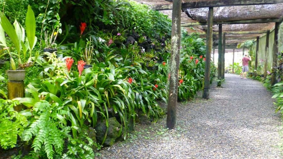Nadi: Garden Village Hot Spring & Temple Highlights Tour - Namaka Market: a quick look at daily food life