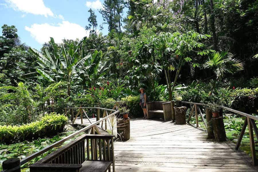 NADI-SABETO: Exquisite Orchid Garden with Hotspring Mudpool - From flowers to Fiji’s famous mud bath