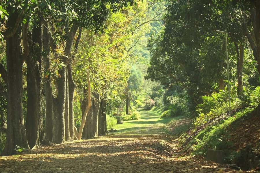 NADI-SABETO: Exquisite Orchid Garden with Hotspring Mudpool - The hot pool is the calm finish