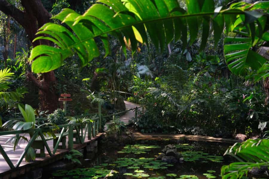 NADI-SABETO: Exquisite Orchid Garden with Hotspring Mudpool - Is $59 a fair price?