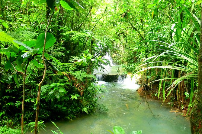 Private Suva Nature and Waterfall Tour - Guides who make the difference