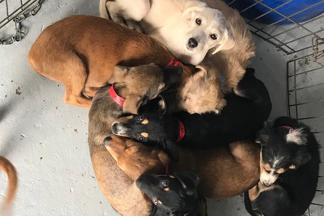 Shelter Visit & Tour - What the two-hour schedule means