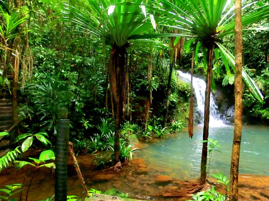 Suva: Fijian Nature and Waterfall Tour - What the jungle walk is really like