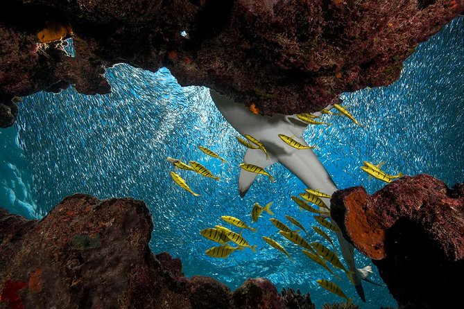 Ultimate Encounter Snorkel with Sharks in Fiji - Arriving at Barefoot Kuata Island Resort