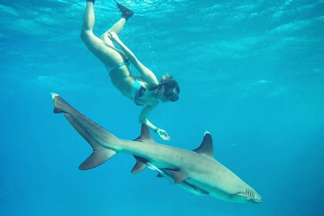 Ultimate Encounter Snorkel with Sharks in Fiji - Is the $150.90 price good value?