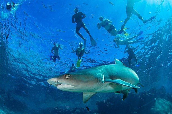 Ultimate Encounter Snorkel with Sharks in Fiji - What the shark encounter is really like
