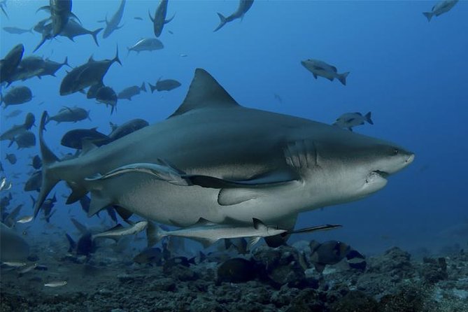 Ultimate Shark Encounter Two Tank Dive at The World Famous Beqa Lagoon - Key points about the Beqa Lagoon shark encounter